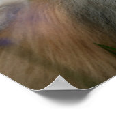 ポメラニア犬パンティング ポスター (角)