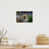 ポメラニア犬パンティング ポスター (キッチン)