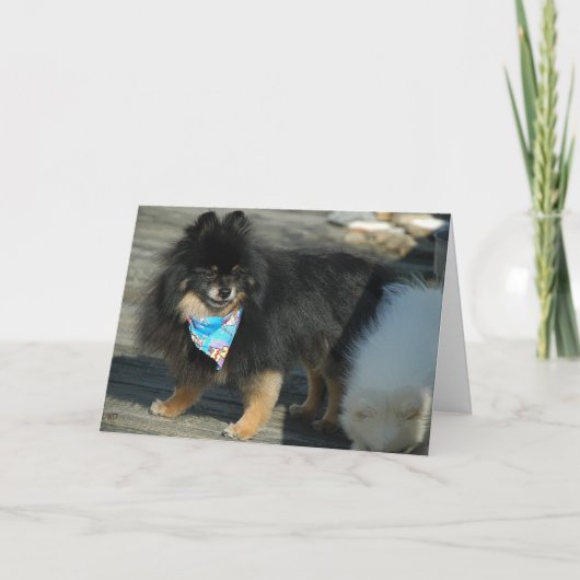 ポメラニア犬パーティー服～誕生日カード カード (正面)