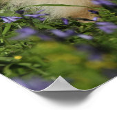 ポメラニア犬ブルーベルでカメラを見る ポスター (角)