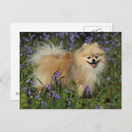 ポメラニア犬ブルーベルでカメラを見る ポストカード (正面/裏面)