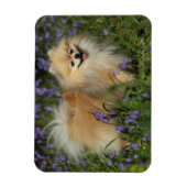 ポメラニア犬ブルーベルでカメラを見る マグネット (縦)