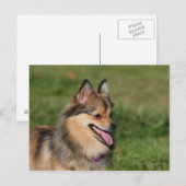 ポメラニア犬ヘッドショットパンティング ポストカード (正面/裏面)