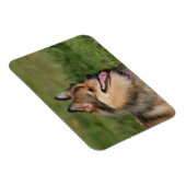 ポメラニア犬ヘッドショットパンティング マグネット (右側)