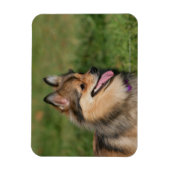 ポメラニア犬ヘッドショットパンティング マグネット (縦)