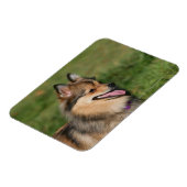 ポメラニア犬ヘッドショットパンティング マグネット (左側)