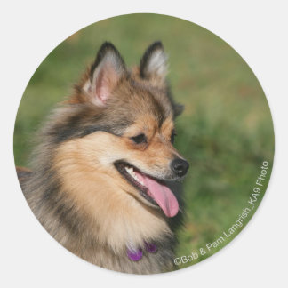 ポメラニア犬ヘッドショットパンティング ラウンドシール