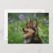 ポメラニア犬ヘッドショット座 ポストカード (正面/裏面)