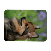 ポメラニア犬ヘッドショット座 マグネット (横)