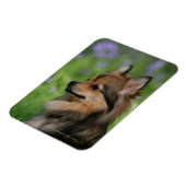 ポメラニア犬ヘッドショット座 マグネット (左側)