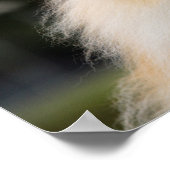 ポメラニア犬ヘッドショット1 ポスター (角)