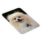 ポメラニア犬ヘッドショット1 マグネット (右側)