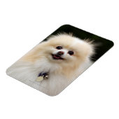 ポメラニア犬ヘッドショット1 マグネット (左側)