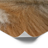 ポメラニア犬ヘッドショット2 ポスター (角)