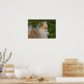 ポメラニア犬ヘッドショット2 ポスター (キッチン)