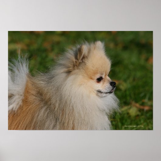 ポメラニア犬ヘッドショット2 ポスター (正面)