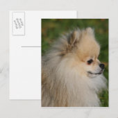 ポメラニア犬ヘッドショット2 ポストカード (正面/裏面)