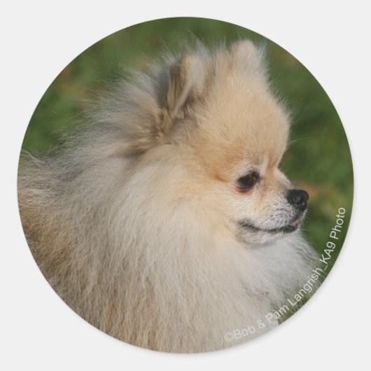 ポメラニア犬ヘッドショット2 ラウンドシール (正面)