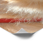 ポメラニア犬ポスター ポスター (角)