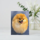 ポメラニア犬ポートレートはがき ポストカード (スタンド正面)