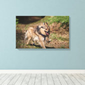 ポメラニア犬ランニングのハーネスをオン キャンバスプリント (インサイチュ (ウッドフロア))