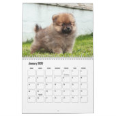 ポメラニア犬予定表 カレンダー (1月 2026)
