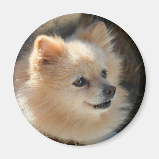 ポメラニア犬円磁石 マグネット (正面)