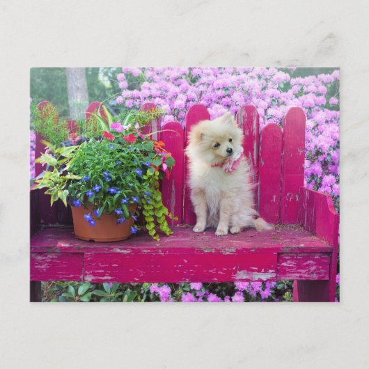 ポメラニア犬子犬コテージガーデンシーン ポストカード (正面)