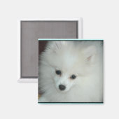 ポメラニア犬子犬マグネット マグネット (正面/裏面)