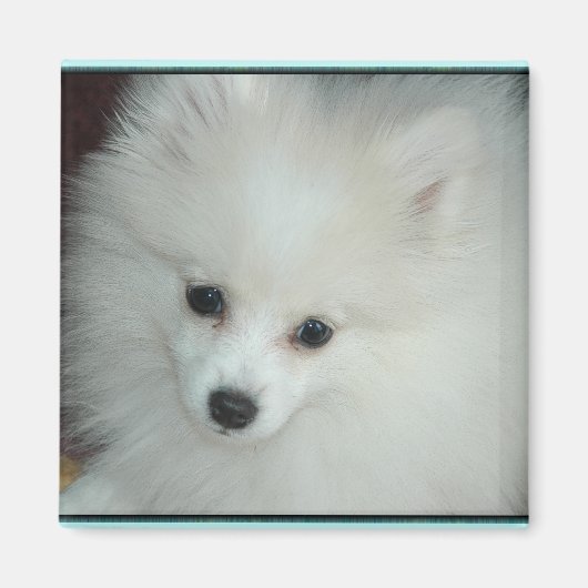 ポメラニア犬子犬マグネット マグネット (正面)