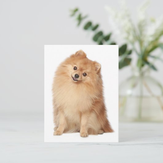 ポメラニア犬子犬空白のポストカード ポストカード (スタンド正面)