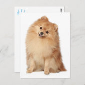 ポメラニア犬子犬空白のポストカード ポストカード (正面/裏面)