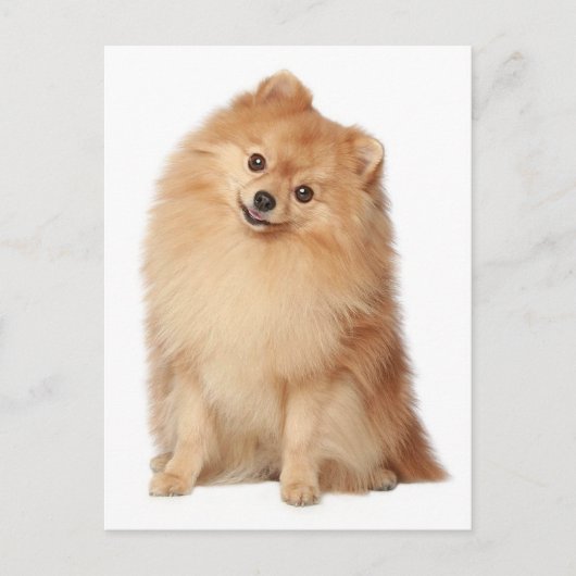 ポメラニア犬子犬空白のポストカード ポストカード (正面)