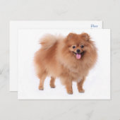 ポメラニア犬子犬空白のポストカード ポストカード (正面/裏面)