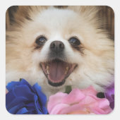 ポメラニア犬救助犬シール スクエアシール (正面)