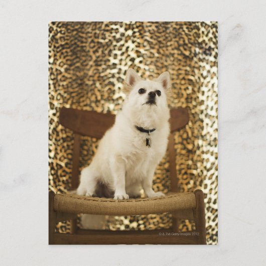 ポメラニア犬混合 ポストカード (正面)