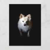 ポメラニア犬犬が暗い ポストカード (正面)