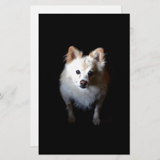 ポメラニア犬犬が暗い 便箋 (正面/裏面)