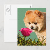 ポメラニア犬犬とバラ葉書 ポストカード (正面/裏面)