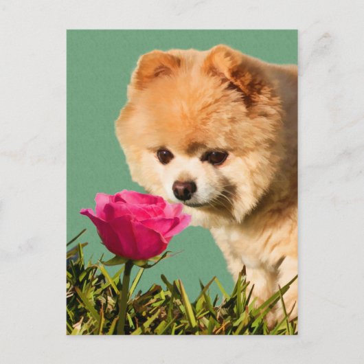 ポメラニア犬犬とバラ葉書 ポストカード (正面)