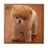 ポメラニア犬犬ペット子犬の小さく愛らしいベビー タイル (正面)