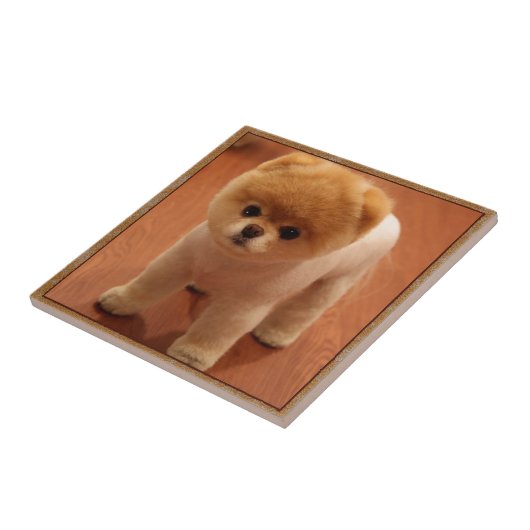 ポメラニア犬犬ペット子犬の小さく愛らしいベビー タイル (側面)