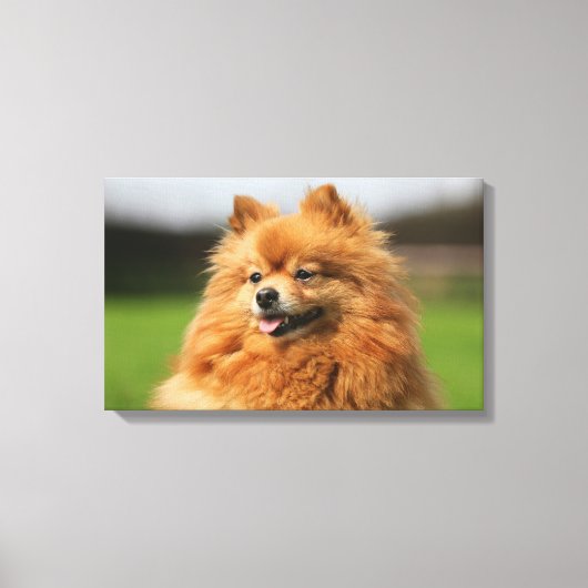 ポメラニア犬監視 キャンバスプリント (正面)