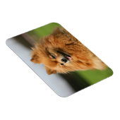 ポメラニア犬監視 マグネット (右側)