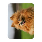 ポメラニア犬監視 マグネット (縦)