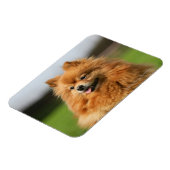 ポメラニア犬監視 マグネット (左側)