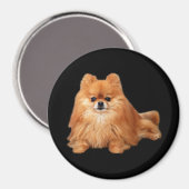 ポメラニア犬磁石 マグネット (正面/裏面)