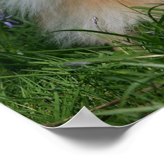 ポメラニア犬立ってカメラを見る ポスター (角)