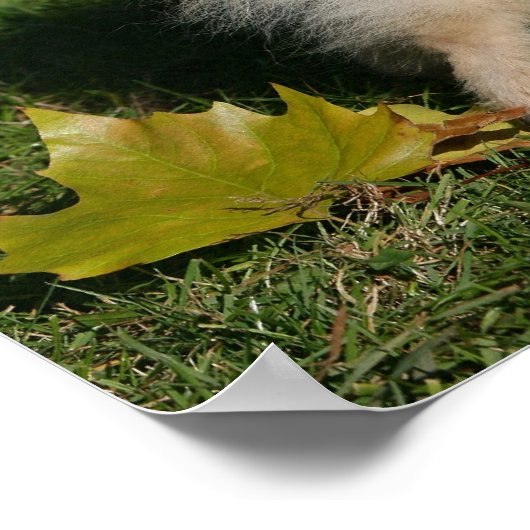 ポメラニア犬立地 ポスター (角)