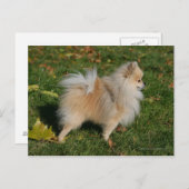 ポメラニア犬立地 ポストカード (正面/裏面)